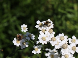Bumblebee